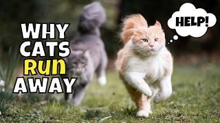 10 Reasons Why Cats Leave and Never Return (Plus How to Prevent!)