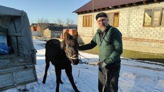 Купил Жеребенка Карачаевской породы. воспитание с нуля.