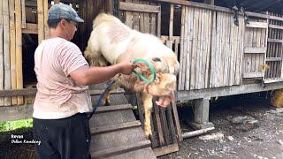 KUMPULAN KAMBING JUMBO KELUAR KANDANG 