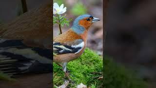 Красивое пение зяблика. The singing of a finch. الطيور.