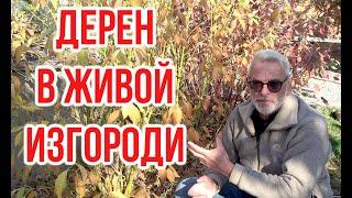 ДЕРЕН и Живая изгородь  / Как правильно сделать / Игорь Билевич