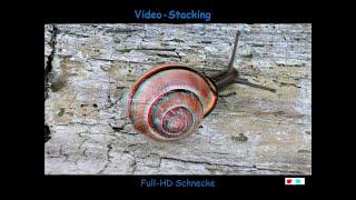 Vergleich: Video-Stacking und Fokus-Bracketing zum Erstellen von Bildern für's Fokus-Stacking