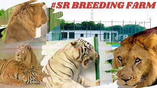 THE KINGDOM OF LION | SR BREEDING FARM | ALL EXOTIC BIG CATS | MOST BEAUTIFUL ENCLOSURE IN KARACHI