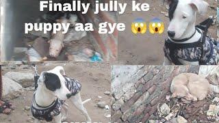 Jully ke puppy aa gye Aaj  simmi ne kabuter pakd liya  #doglover #viralvideo