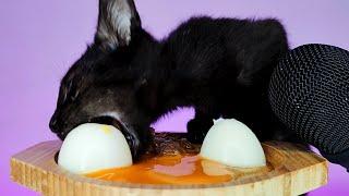 CAT EATING EGG & YOLK & WET FOOD ASMR