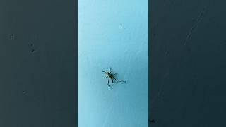 never mind my dirty hands🫣 grasshopper #shortsfeed #insects #viralshort #grasshopper #shorts #short