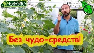 СПАСАЮ ОГУРЦЫ от МУЧНИСТОЙ РОСЫ и ПЕРОНОСПОРОЗА не чудо-средствами, а доступными продуктами.