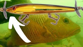 Topwater Mangrove Jack Lure Review - Boy Howdy