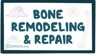 Bone remodeling and repair