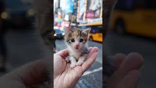 "City Pawz: The Littlest Explorer "