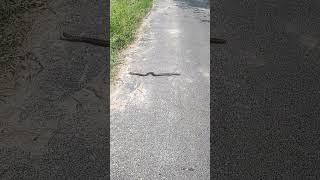 Earth worm snake