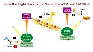 Photosynthesis By Dr. S. Nautiyal