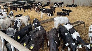 Big problem with sick calves and what to do with grass in a drought