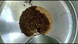 Cocopeat  air layering video 2021 | grafting garden