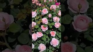 Satisfied with the beauty of roses flowers garden (6/4) #garden #blooming #rose #naturalbeauty