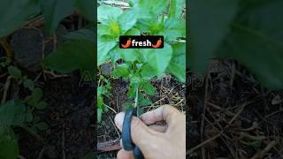 Fresh | prune Chili plant ️ #pruning