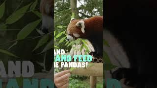 Red panda experience 