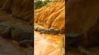 Anaconda vs Crocodile - The Ultimate Showdown