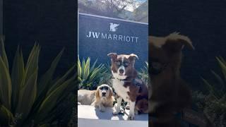 Willy’s relaxing weekend @jwmarriott @MarriottBonvoy #petfriendly #dog #traveldog