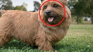 Before You Buy Frontline Plus Flea and Tick Treatment for Dogs