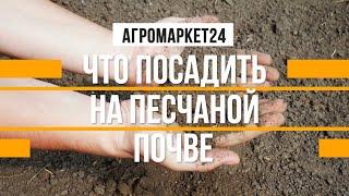 ПЕСЧАНАЯ ПОЧВА что посадить и как ухаживать? Agro-Market24