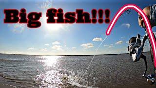 Surf fishing for GIANT fish! (Galveston Tx)