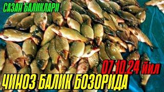 ЧИНОЗ БАЛИК БОЗОРИДА САЗАН БАЛИКЛАРИ