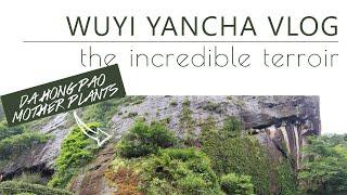 Visiting Da Hong Pao Mother Plants | Wuyi Yancha Vlog | Rock Tea Gardens | ZhenTea