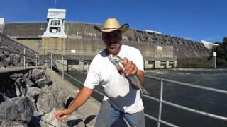 Catfish Dave Quick Clip..Skipjacks At Douglas Dam