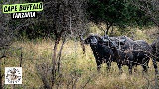 This Week on Sporting Classics TV - Stalking in on Dangerous Cape Buffalo