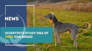 Scientists study DNA of Tazy dog breed. Qazaq TV