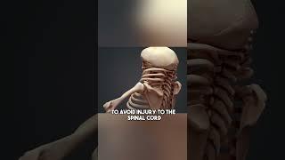 You Can Survive a Car Accident With This Anatomy