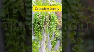 hanging plants for balcony #shorts #viral #hangingplants #rareplants