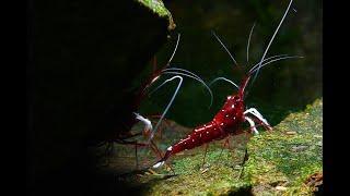 Креветка Сулавеси Кардинал (Cardinal Shrimp) 2