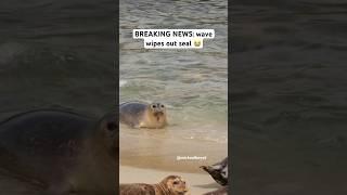 Wave wipes out seal! #seal