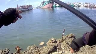 Mancing Ikan Predator Di Benoa Bali Auto Senar Pedot