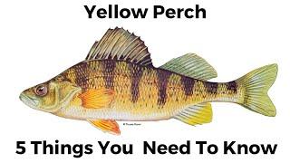 5 Things You Need To Know About Yellow Perch