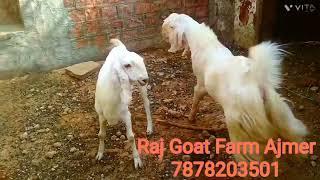 Powerful breeder goat breeding goat mating /goat crossing