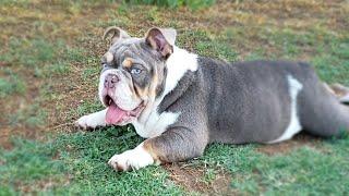 Mini English Bulldogs Playing and Being Naughty