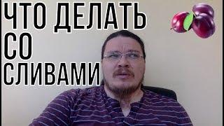 Что делать со сливами?  | ЕГЭ. Математика. Профильный уровень | трушин ответит #020 !