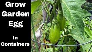 How to grow garden Egg in containers