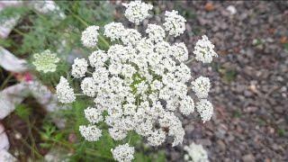 WoW !!!! Wonderful carrot bloom !