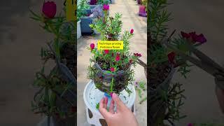 technique pruning portulaca flower 🪴 #handmadeplanter #gardening #bonsai