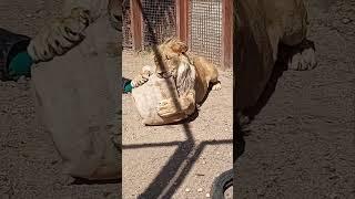 ШЕРХАН, покажи рыцаря. #шерхан_тайган #шерхан #лев #lion #zoo #animals #юмор #shortvideo