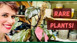 Searching for wishlist plants 🪴 rare plants in San Francisco, CA