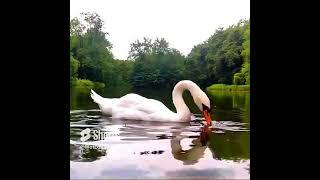 Funny Swan Videos #35   Cute Swan Compilation 2023