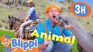 Blippi's Best Animal Stories for Kids! 3 HOURS of Blippi!