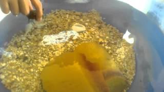 feeding a baby turtle (slider) freeze dried shrimp