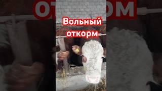 Откорм вольный | Загон  и ошибки | как вам быки ? #быки #загон #откорм #вольныйоткорм #забой #ошибки