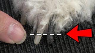 Dog Nail Clipping Secret EVERYBODY Should Know !